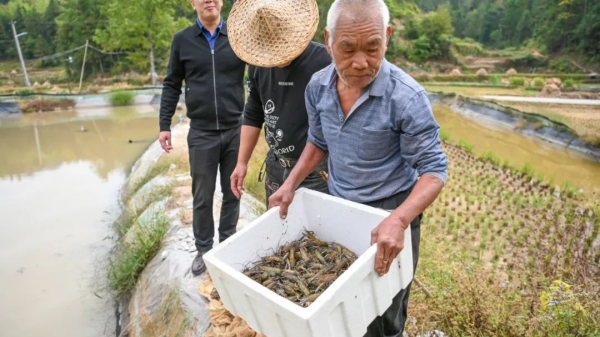 浙江文成探索稻蝦田里共富“新天地”