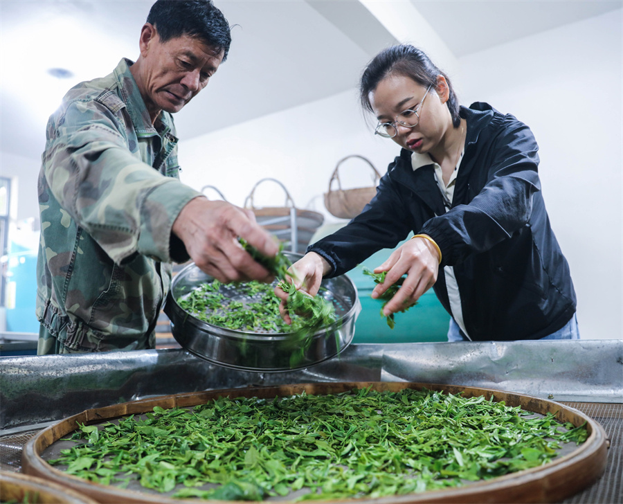 浙江長興：立夏至 高山茶采摘忙