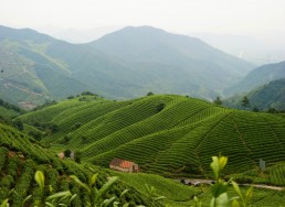 徑山茶入選“中國(guó)地理標(biāo)志農(nóng)產(chǎn)品品牌聲譽(yù)茶葉類(lèi)十強(qiáng)”