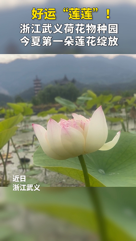 浙江武義十里荷花物種園今夏第一朵蓮花悄然綻放